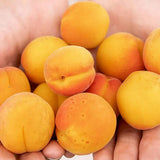 Cais (Prunus armeniaca) Vitillo, cu fructe dulci portocalii, an 2 pe rod