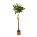 Cais (Prunus armeniaca) Vitillo, cu fructe dulci portocalii, an 2 pe rod