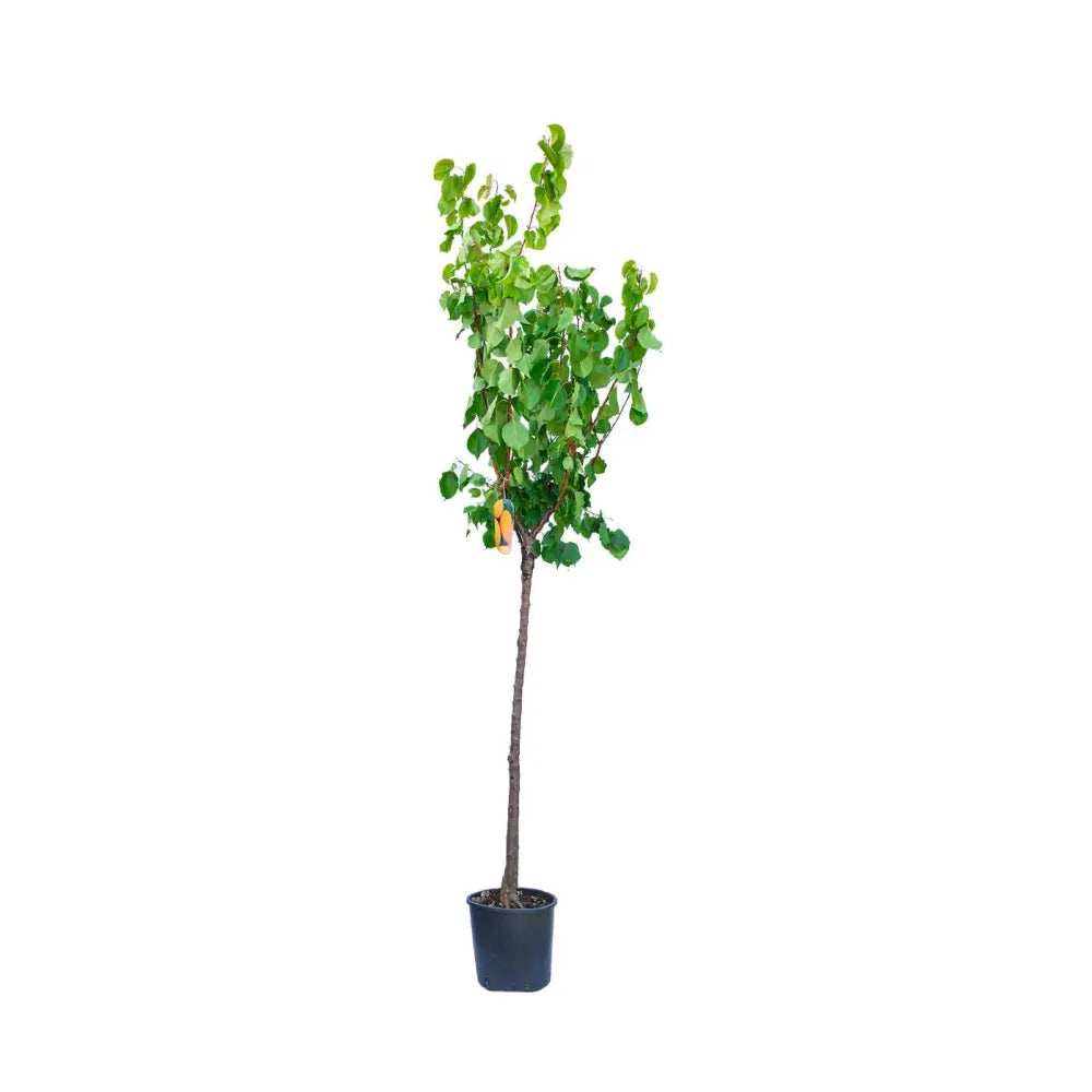 Cais (Prunus armeniaca) Luizet, cu fructe dulci portocalii, an 2 pe rod