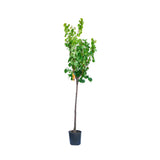 Cais (Prunus armeniaca) Luizet, cu fructe dulci portocalii, an 2 pe rod