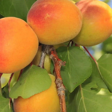 Cais (Prunus armeniaca) Luizet, cu fructe dulci portocalii, an 2 pe rod