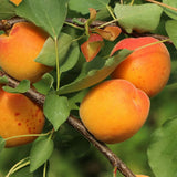 Cais (Prunus armeniaca) Orange Red, cu fructe dulci portocalii-rosii, an 2 pe rod