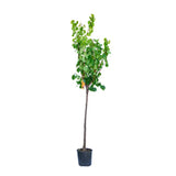Cais (Prunus armeniaca) Paviot, cu fructe dulci portocalii deschis, an 2 pe rod