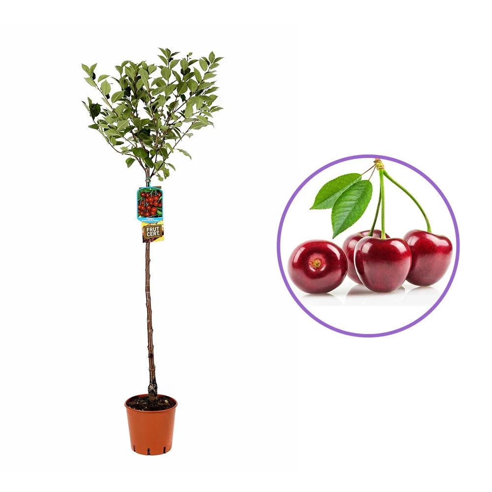 Cires (Prunus Avium) Amarena, cu fructe dulci rosii-inchis, an 2 pe rod