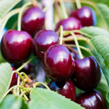 Cires (Prunus Avium) Big Star, cu fructe dulci rosii-inchis, an 2 pe rod