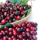 Cires (Prunus Avium) Canada Giant cu fructe dulci rosii-mov, an 2 pe rod