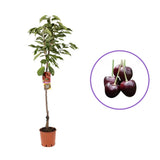 Cires (Prunus Avium) Durone Di Cenesa cu fructe dulci rosii-negre, an 2 pe rod (