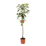 Cires (Prunus Avium) Ferrovia cu fructe dulci rosii-aprinse, an 2 pe rod