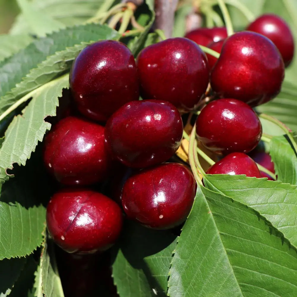 Cires (Prunus Avium) Giorgia cu fructe dulci rosii-aprinse, an 2 pe rod
