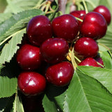 Cires (Prunus Avium) Giorgia cu fructe dulci rosii-aprinse, an 2 pe rod