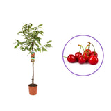 Cires (Prunus Avium) Giorgia cu fructe dulci rosii-aprinse, an 2 pe rod