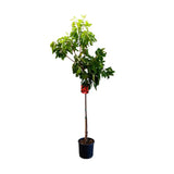 Cires (Prunus Avium) Grace Star cu fructe dulci rosii-lucioase, an 2 pe rod