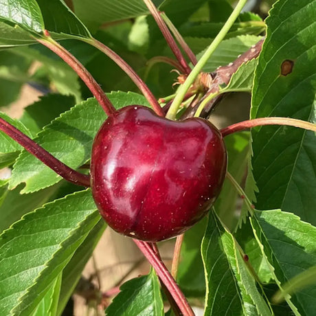 Cires (Prunus Avium) Grace Star cu fructe dulci rosii-lucioase, an 2 pe rod