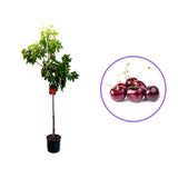 Cires (Prunus Avium) Grace Star cu fructe dulci rosii-lucioase, an 2 pe rod