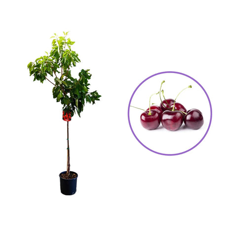 Cires (Prunus Avium) Grace Star cu fructe dulci rosii-lucioase, an 2 pe rod