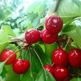 Cires (Prunus Avium) Grossa Di Pistoia cu fructe dulci rosii inchis, an 2 pe rod