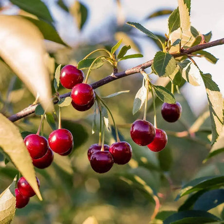 Cires (Prunus Avium) Hedelfinger cu fructe dulci rosii inchis, an 2 pe rod