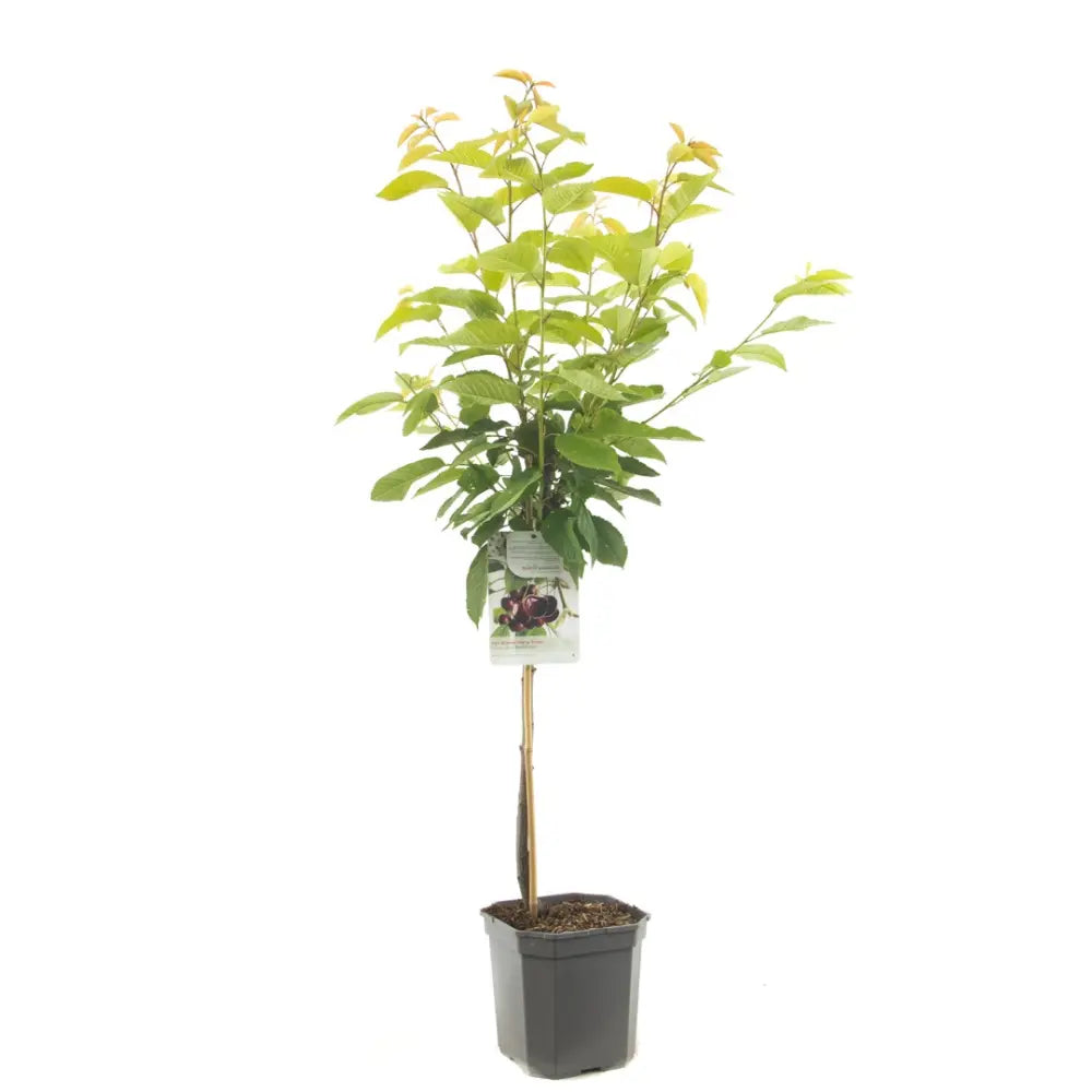 Cires (Prunus Avium) Hedelfinger cu fructe dulci rosii inchis, an 2 pe rod
