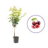Cires (Prunus Avium) Hedelfinger cu fructe dulci rosii inchis, an 2 pe rod