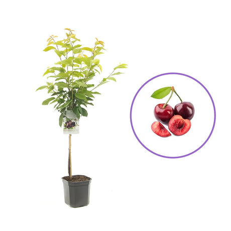 Cires (Prunus Avium) Hedelfinger cu fructe dulci rosii inchis, an 2 pe rod