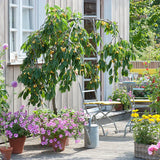 Cires (Prunus Avium) Imperiale Gialla cu fructe dulci galbene, an 2 pe rod