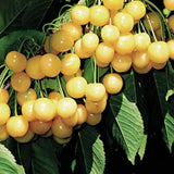 Cires (Prunus Avium) Imperiale Gialla cu fructe dulci galbene, an 2 pe rod