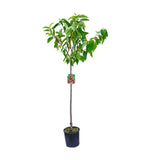 Cires (Prunus Avium) Marasca cu fructe dulci rosii inchis, an 2 pe rod