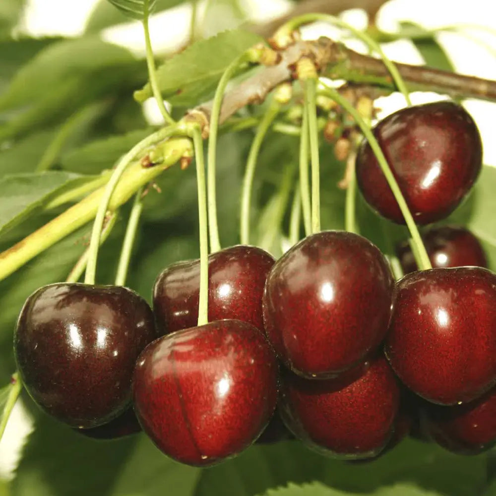 Cires (Prunus Avium) Marasca cu fructe dulci rosii inchis, an 2 pe rod