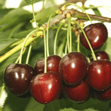 Cires (Prunus Avium) Marasca cu fructe dulci rosii inchis, an 2 pe rod