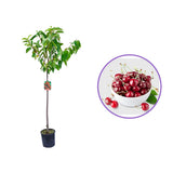 Cires (Prunus Avium) Marasca cu fructe dulci rosii inchis, an 2 pe rod