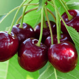 Cires (Prunus Avium) Mora Di Cazzano cu fructe dulci negre, an 2 pe rod