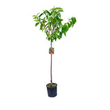 Cires (Prunus Avium) Mora Di Vignola cu fructe dulci negre, an 2 pe rod