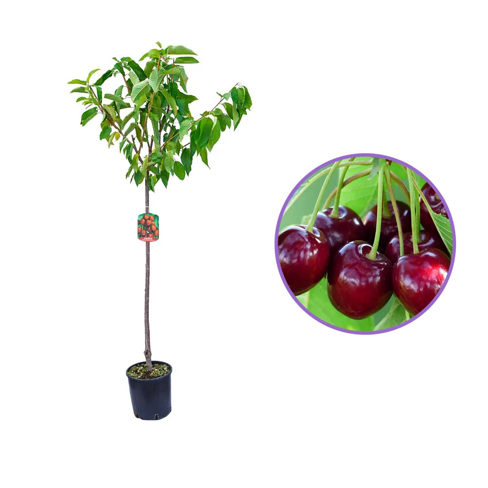 Cires (Prunus Avium) Mora Di Vignola cu fructe dulci negre, an 2 pe rod