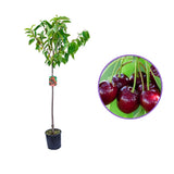 Cires (Prunus Avium) Mora Di Vignola cu fructe dulci negre, an 2 pe rod