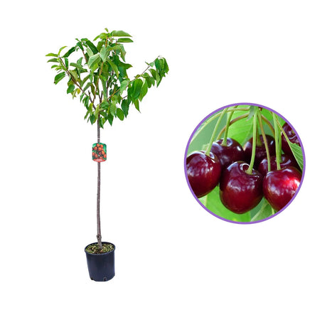 Cires (Prunus Avium) Mora Di Vignola cu fructe dulci negre, an 2 pe rod