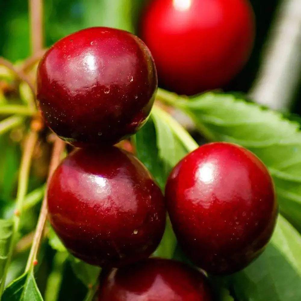 Cires (Prunus Avium) New Star cu fructe dulci rosii, an 2 pe rod