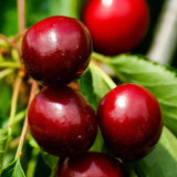 Cires (Prunus Avium) New Star cu fructe dulci rosii, an 2 pe rod