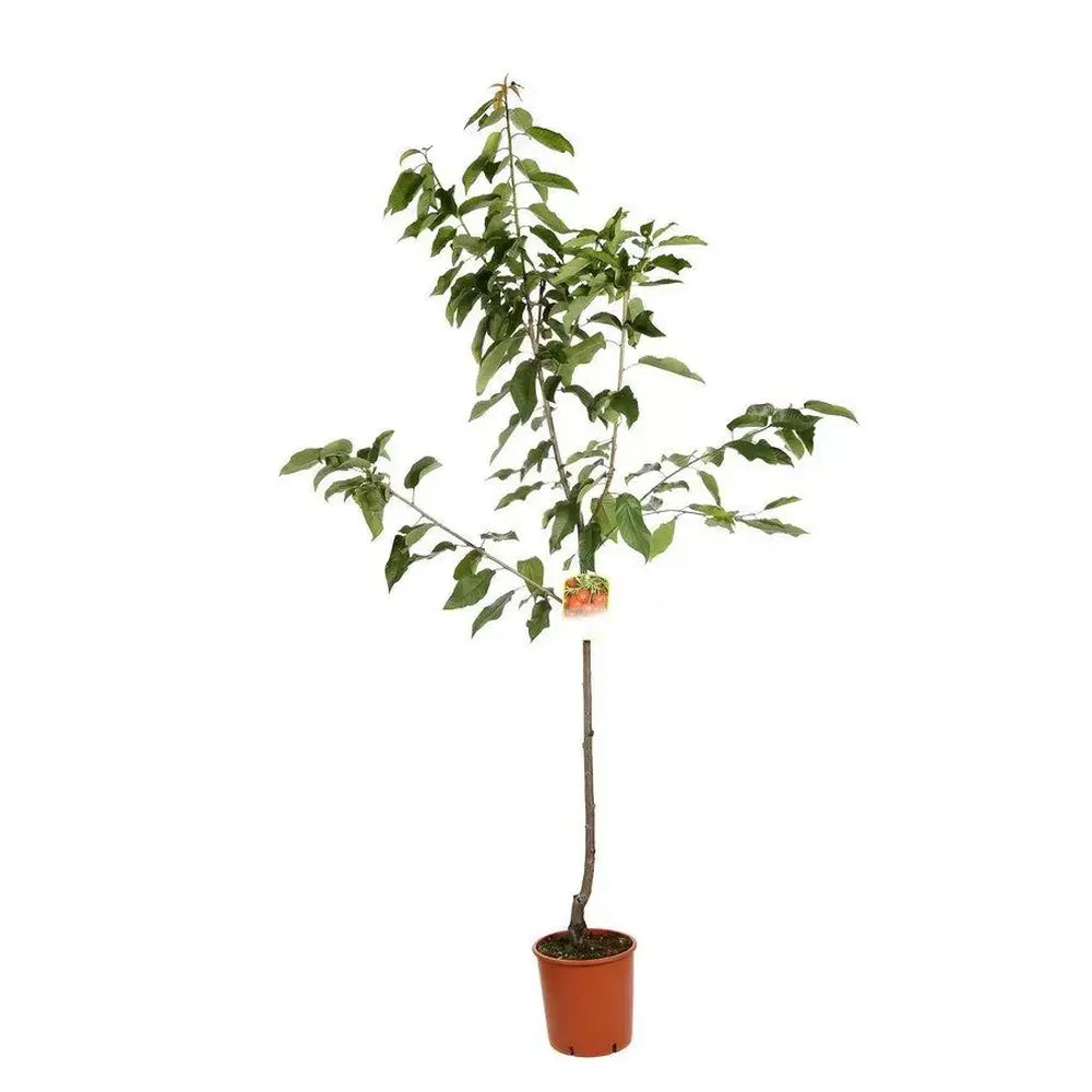 Cires (Prunus Avium) New Star cu fructe dulci rosii, an 2 pe rod
