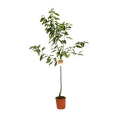Cires (Prunus Avium) New Star cu fructe dulci rosii, an 2 pe rod