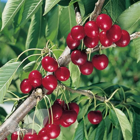 Cires (Prunus Avium) New Star cu fructe dulci rosii, an 2 pe rod