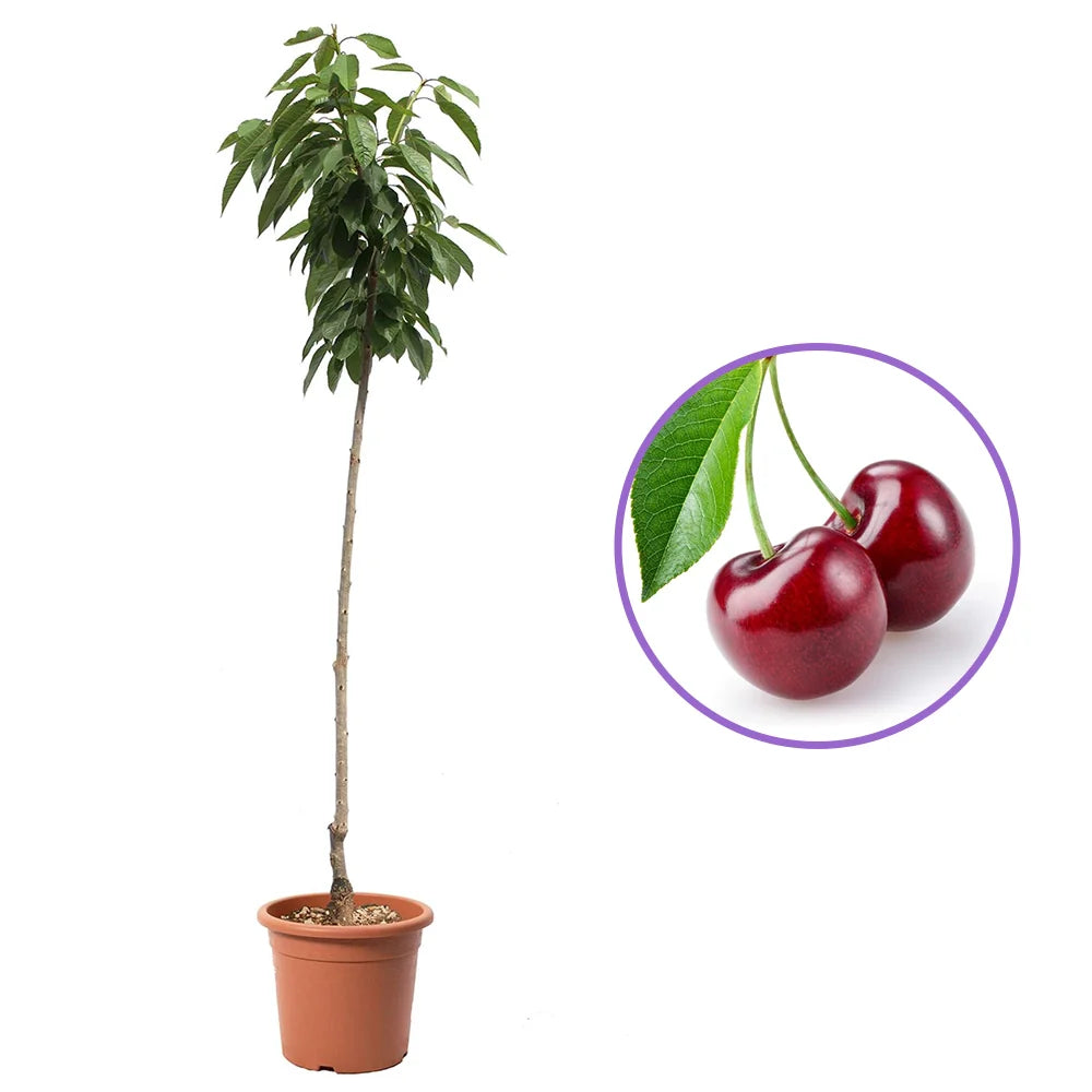 Cires (Prunus Avium) Sweet Heart cu fructe dulci rosii inchis, an 2 pe rod