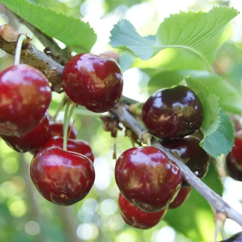Cires (Prunus Avium) Bigarreau Van cu fructe dulci rosii, an 2 pe rod