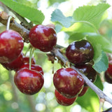 Cires (Prunus Avium) Bigarreau Van cu fructe dulci rosii, an 2 pe rod