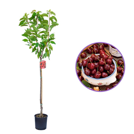 Cires (Prunus Avium) Bigarreau Van cu fructe dulci rosii, an 2 pe rod