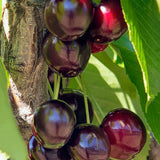 Cires (Prunus Avium) Black Star cu fructe dulci rosii-negre, an 2 pe rod