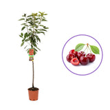Cires (Prunus Avium) Ferrovia cu fructe dulci rosii-aprinse, an 2 pe rod