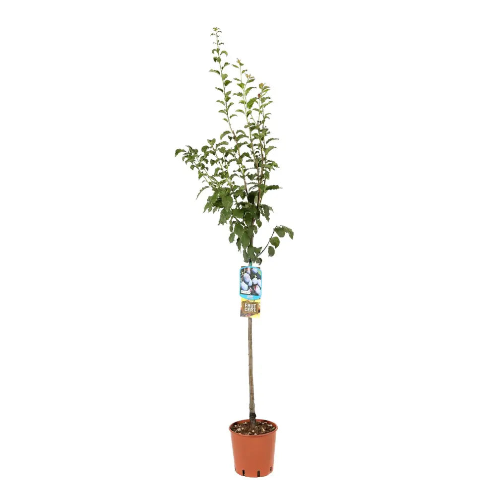Prun Anna Spaeth (Prunus Domestica), cu fructe dulci rosii-violet, an 2 pe rod