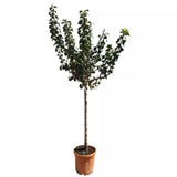 Prun Black Amber (Prunus Domestica), cu fructe dulci negre-violet, an 2 pe rod
