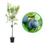 Prun Blufree (Prunus Domestica), cu fructe dulci albastru-inchis, an 2 pe rod