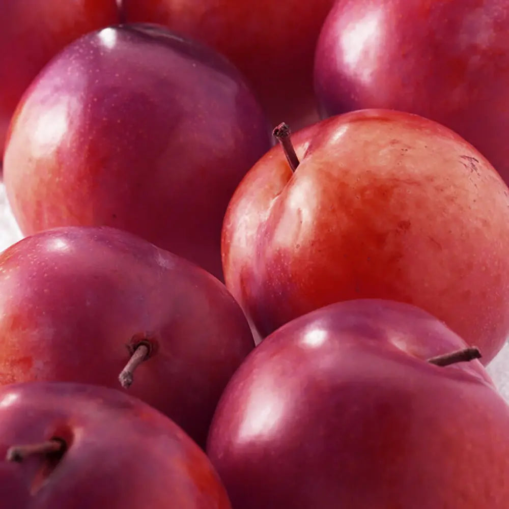 Prun Fortune (Prunus Domestica), cu fructe dulci violet-rosiatic, an 2 pe rod